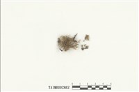 藏品(羽苔屬)的圖片